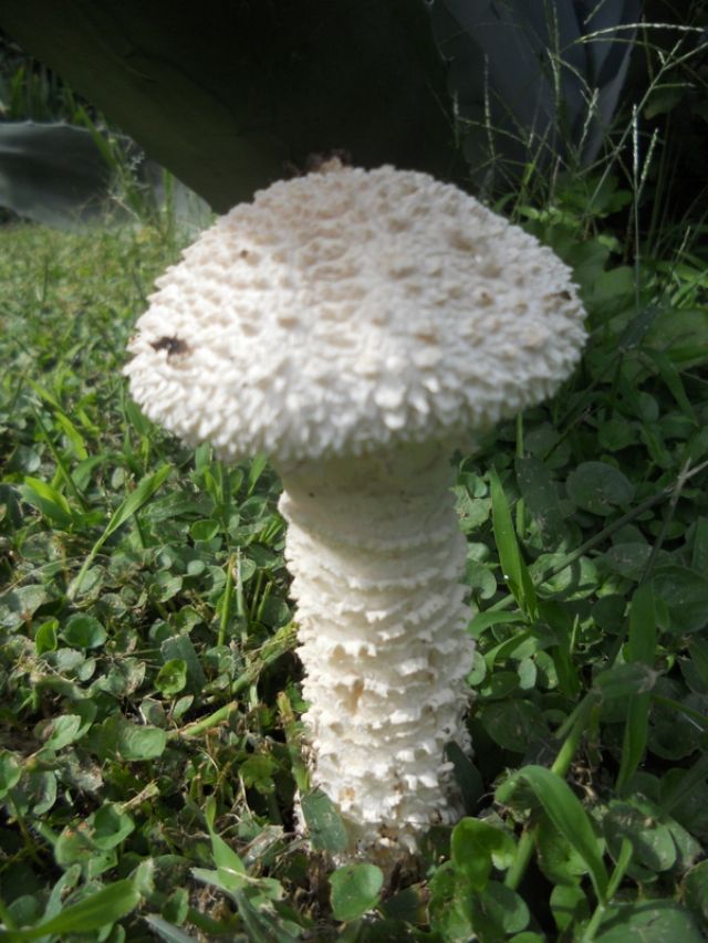 Amanita vittadini